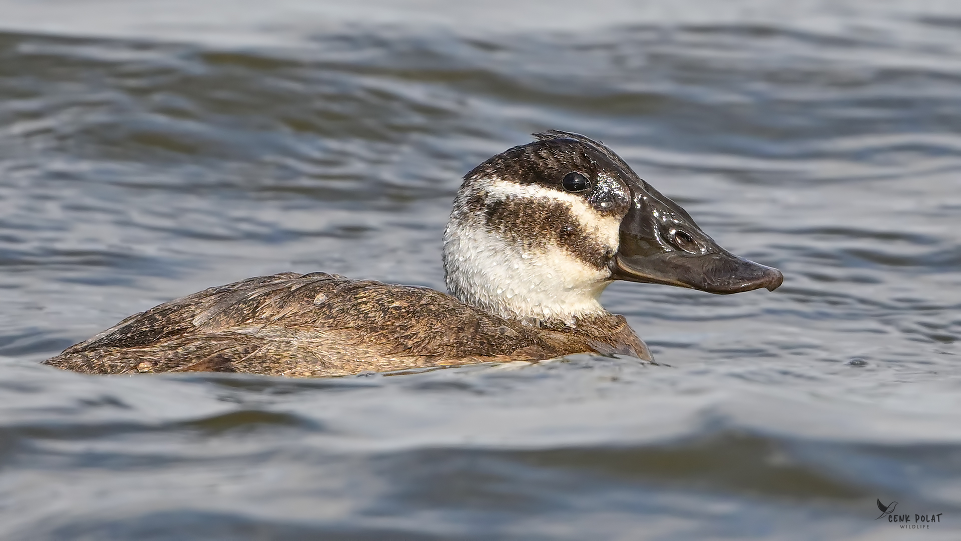 White-headed Duck